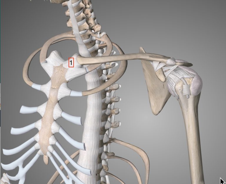 Shoulder Girdle | Dimensional Mastery